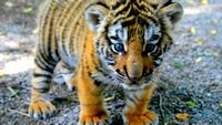 pic for Cute Tiger Cub 